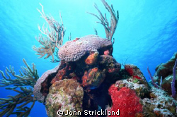 nikonos 15mm cozumel by John Strickland 